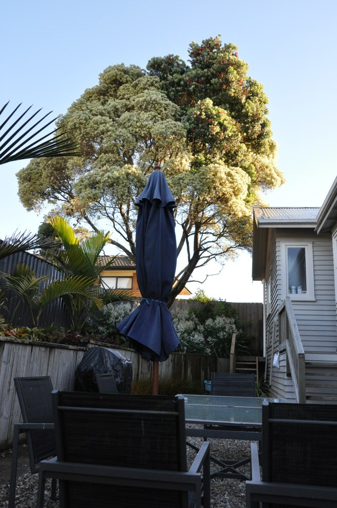 my-pohutukawa-becoming-variegated-or-maybe-becoming-not-variegated.jpg