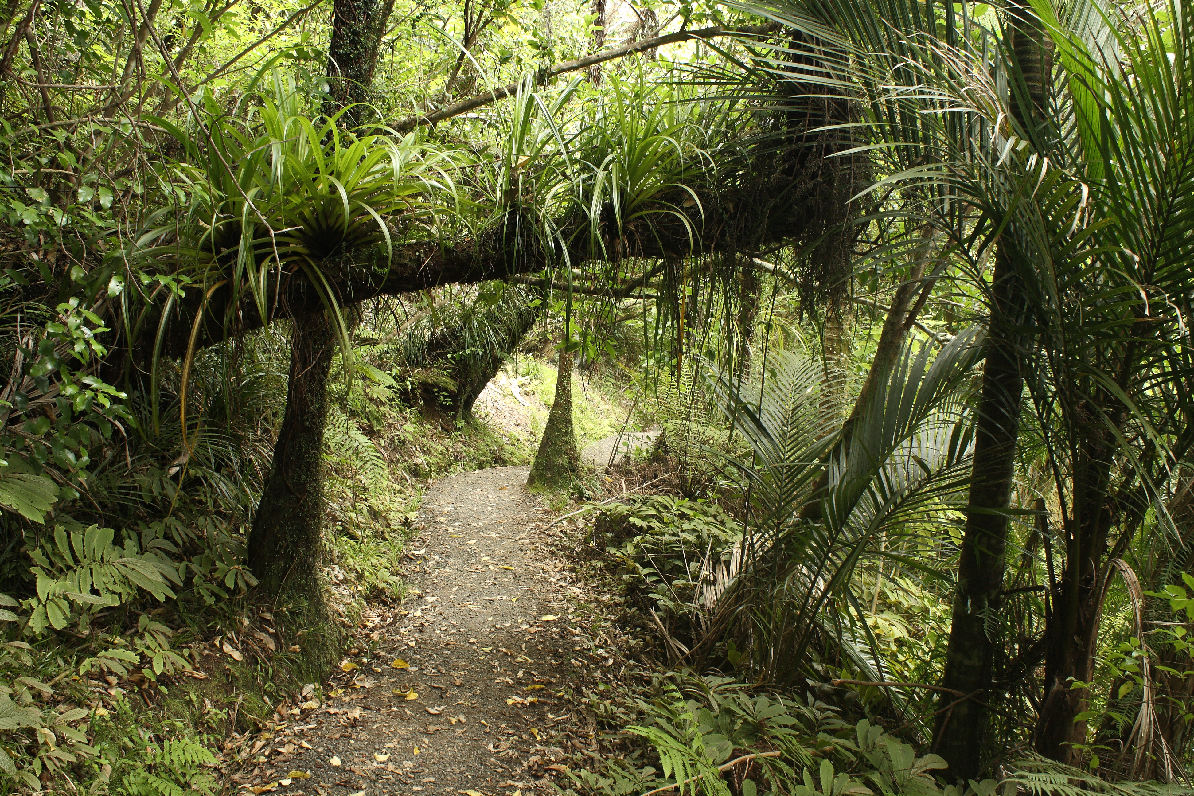 footpath in rain forest at Waitakere Ranges
